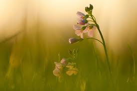 liefd voor rust en stilte!