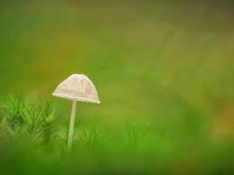 liefde voor nog meer rust!