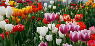 tulpen