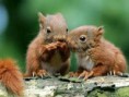 /album/natuur/eekhoorntjes-jpg/