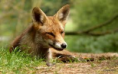 /album/natuur/vos-png/