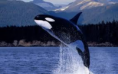 /album/natuur/orka-png/