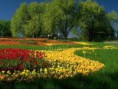 /album/natuur/bloemen-jpg/
